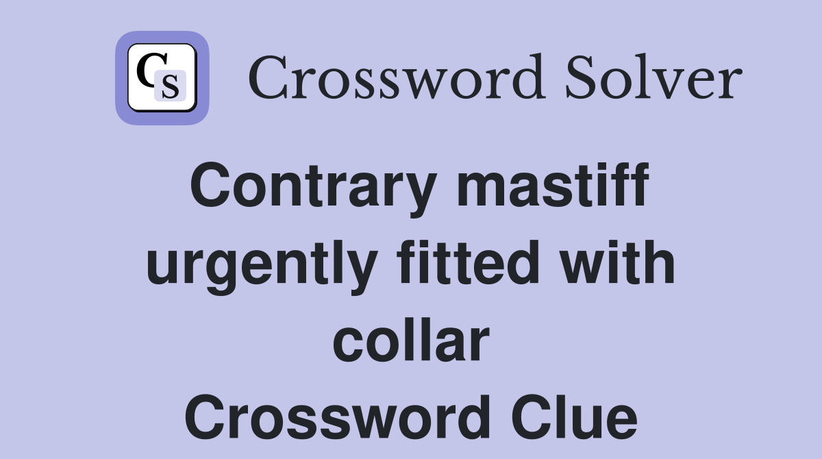 Contrary mastiff urgently fitted with collar Crossword Clue