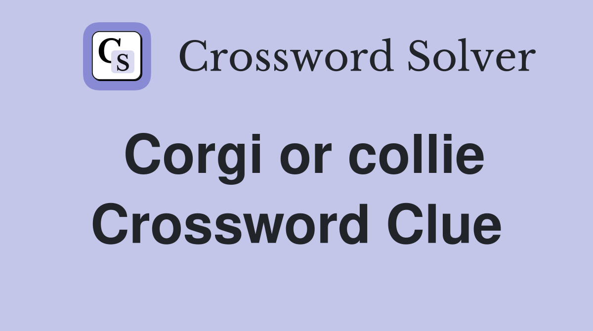 Corgi or collie Crossword Clue