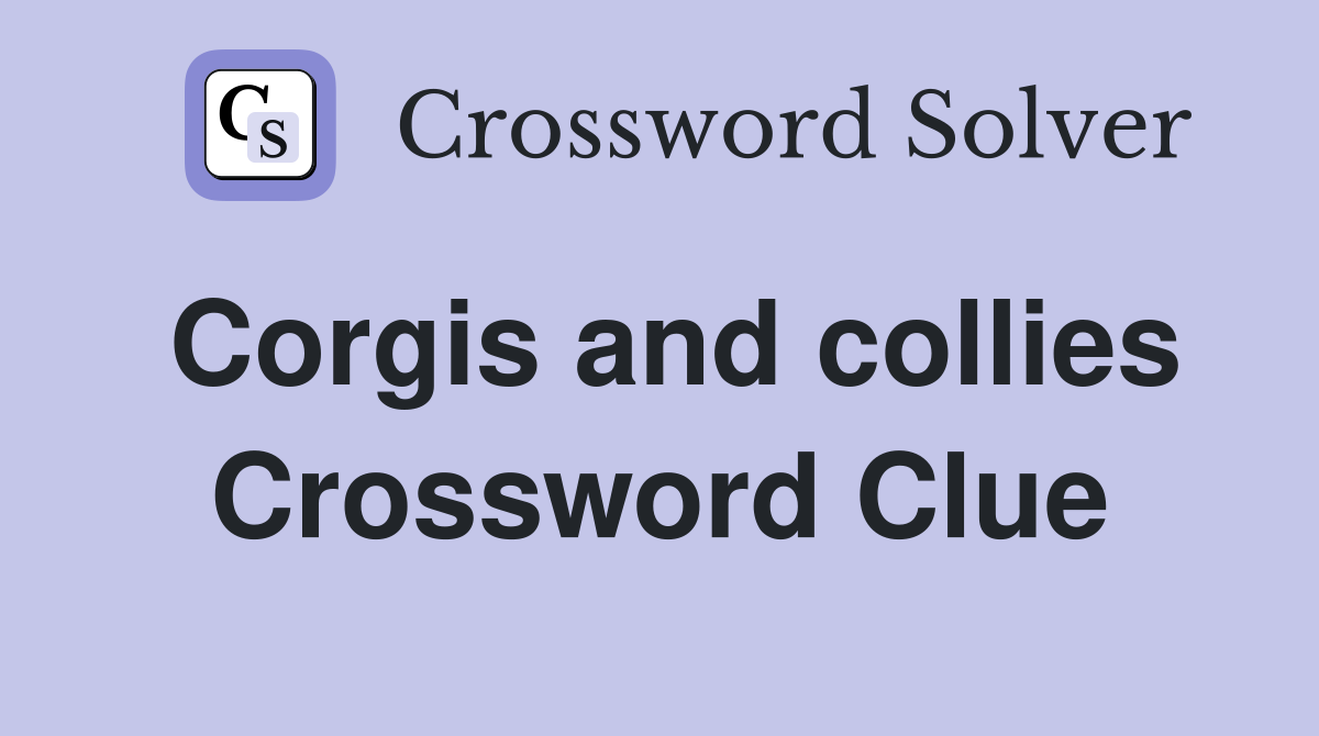 Corgis and collies Crossword Clue