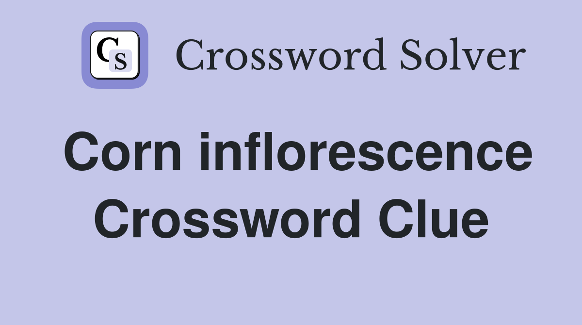 Corn inflorescence Crossword Clue