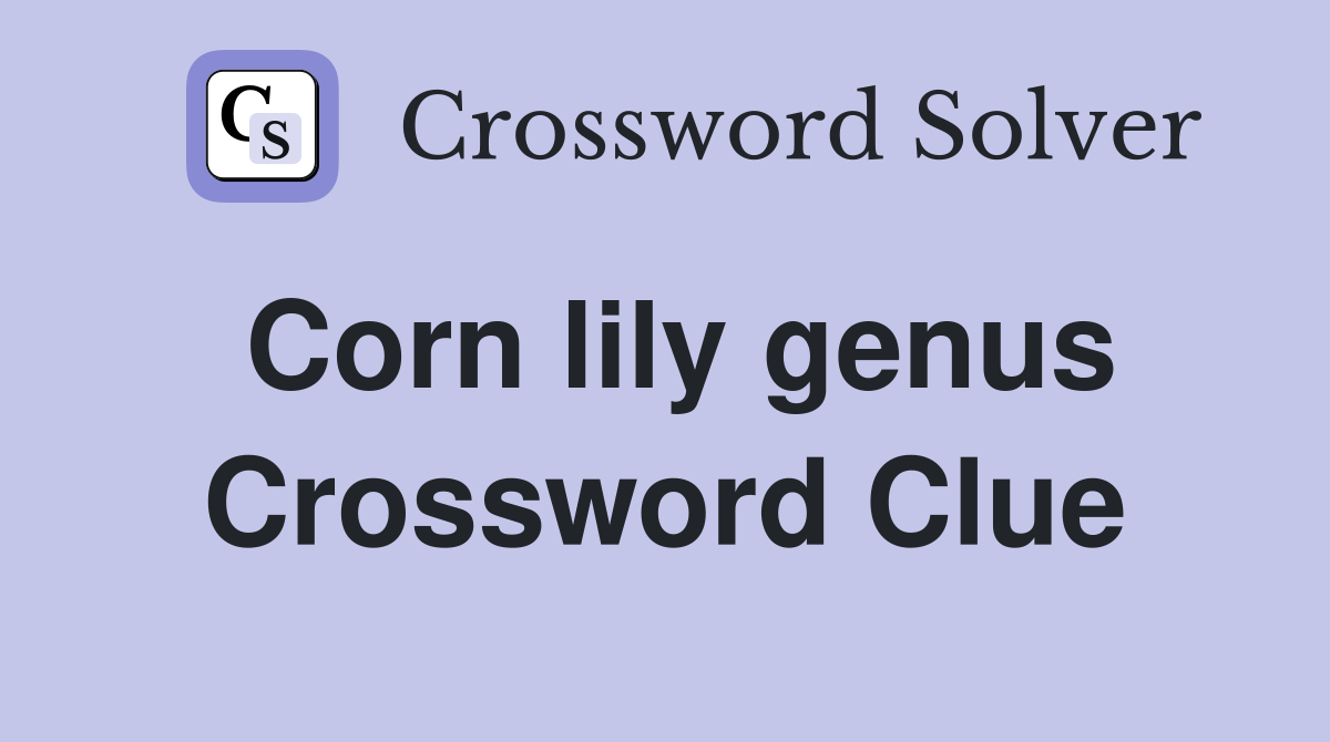 Corn lily genus Crossword Clue