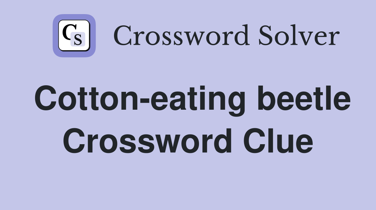 Cotton-eating beetle Crossword Clue