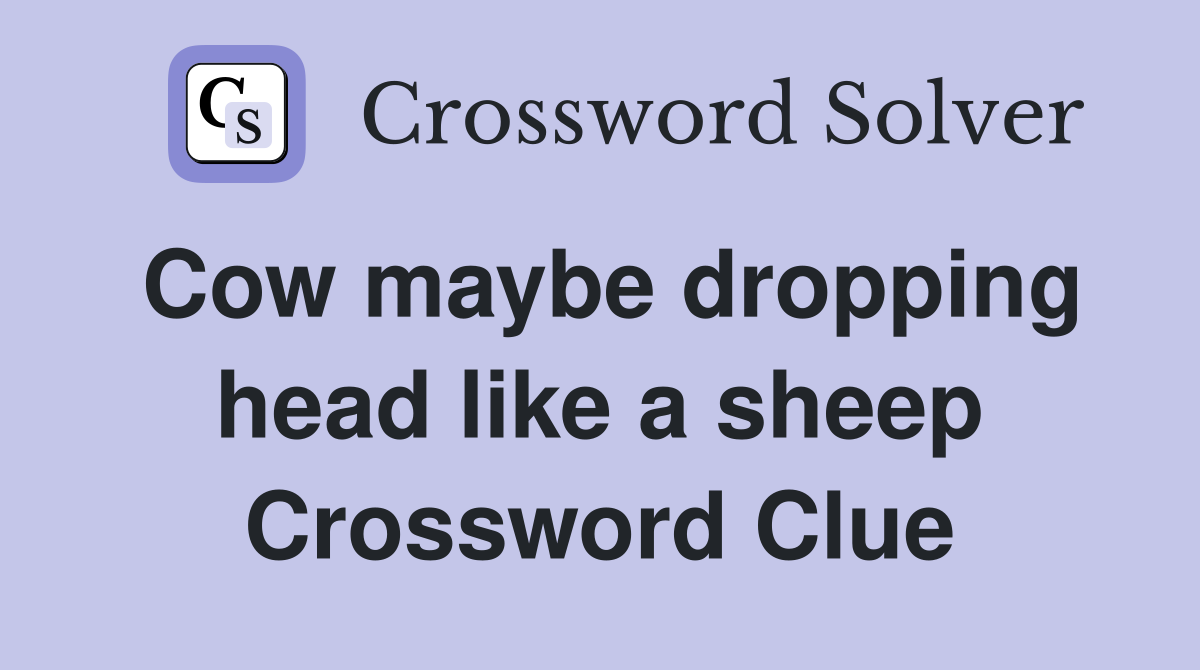 Cow maybe dropping head like a sheep Crossword Clue