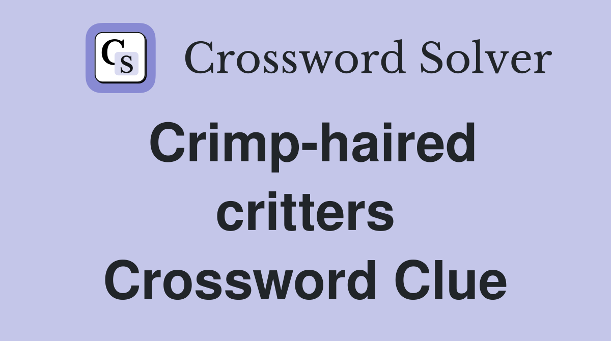 Crimp-haired critters Crossword Clue