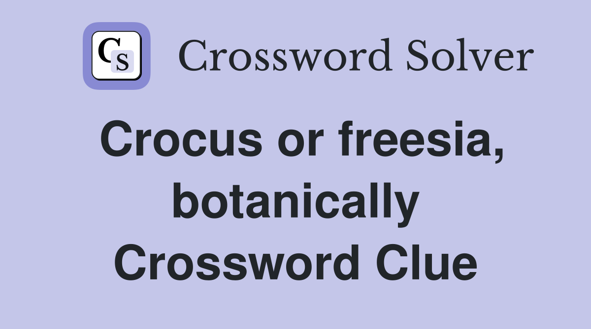 Crocus or freesia, botanically Crossword Clue