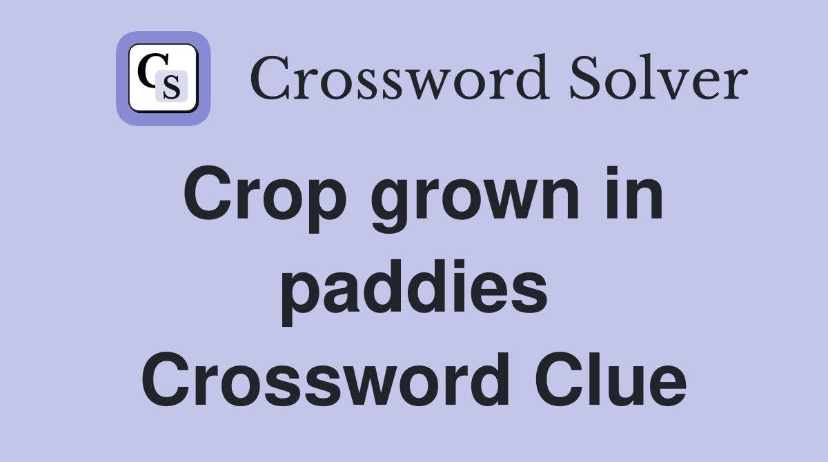 Crop grown in paddies Crossword Clue