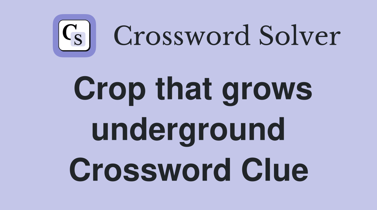 Crop that grows underground Crossword Clue