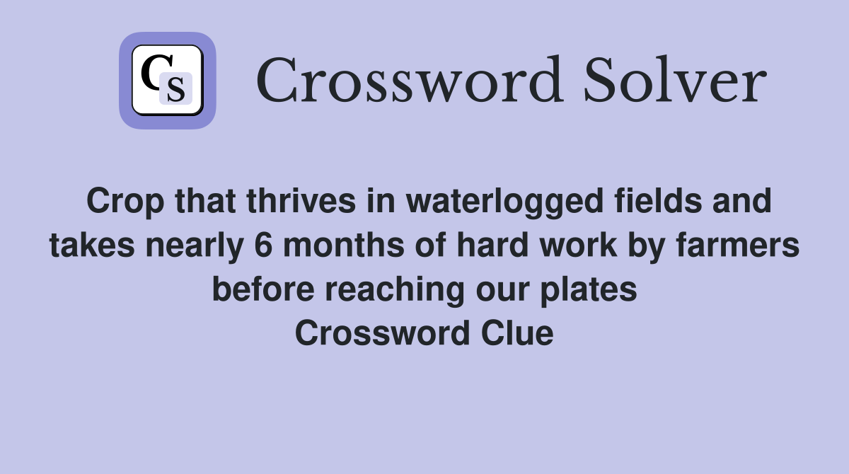 Crop that thrives in waterlogged fields and takes nearly 6 months of hard work by farmers before reaching our plates Crossword Clue