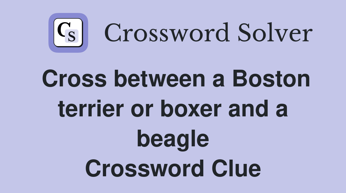 Cross between a Boston terrier or boxer and a beagle Crossword Clue