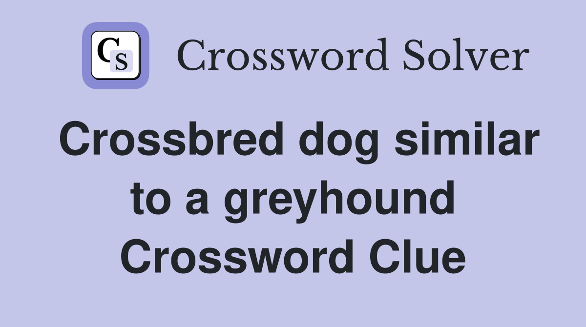 Crossbred dog similar to a greyhound Crossword Clue