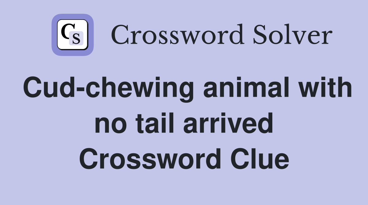 Cud-chewing animal with no tail arrived Crossword Clue