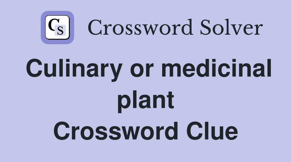 Culinary or medicinal plant Crossword Clue