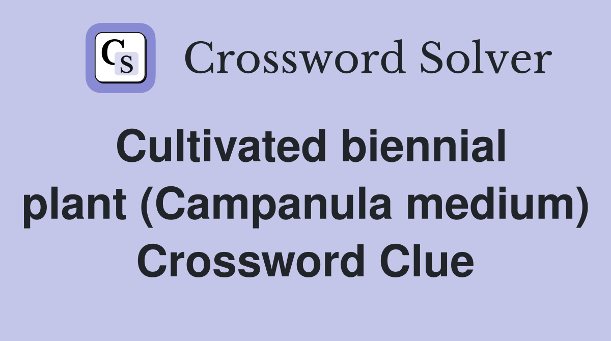 Cultivated biennial plant (Campanula medium) Crossword Clue