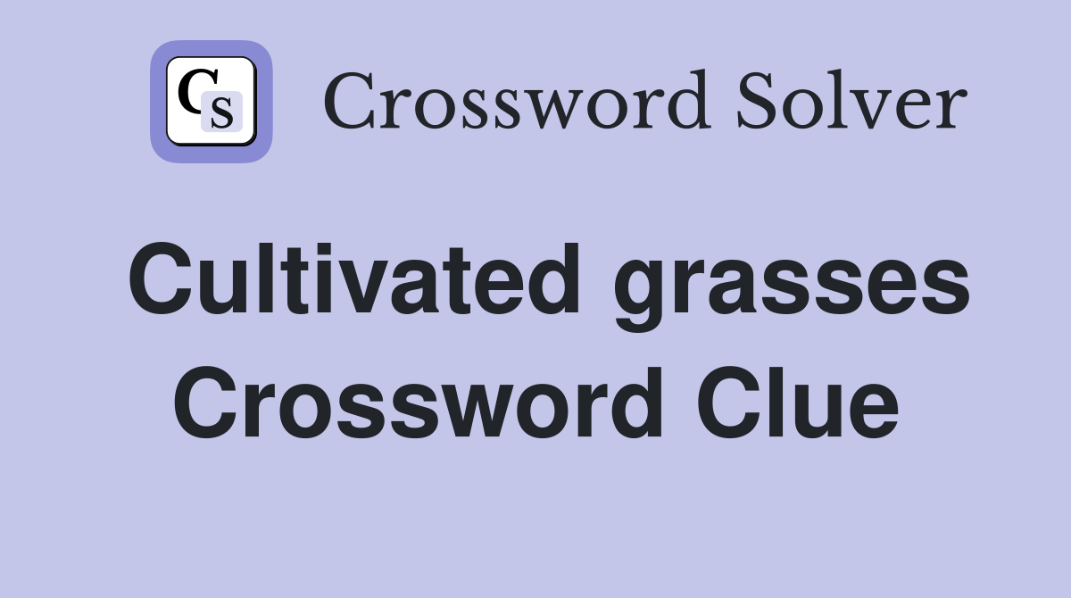 Cultivated grasses Crossword Clue