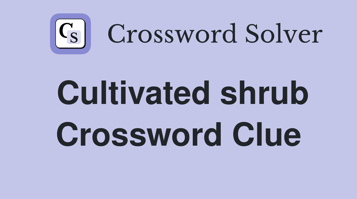 Cultivated shrub Crossword Clue