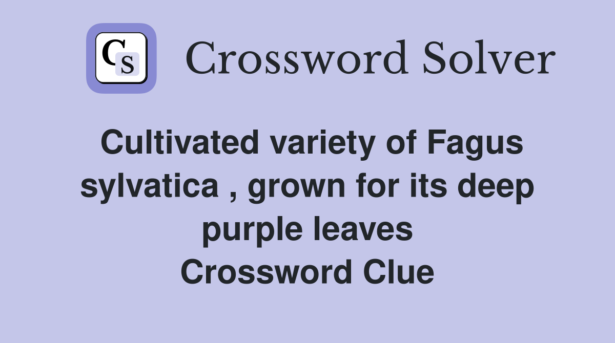 Cultivated variety of Fagus sylvatica , grown for its deep purple leaves Crossword Clue