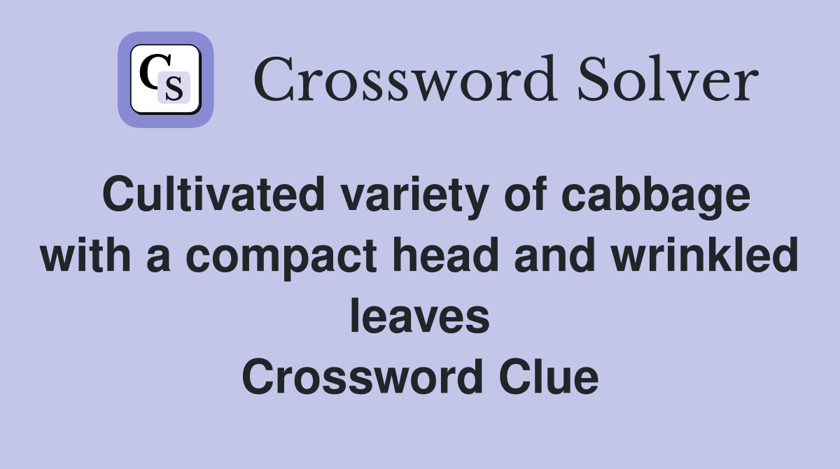 Cultivated variety of cabbage with a compact head and wrinkled leaves Crossword Clue