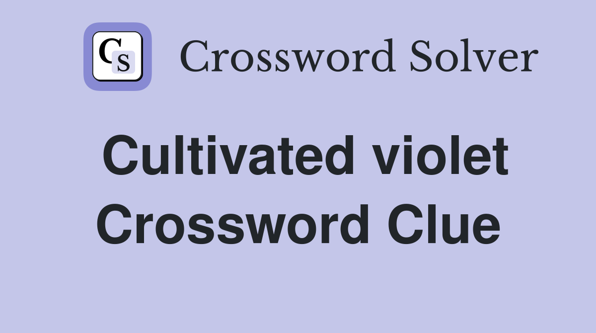 Cultivated violet Crossword Clue