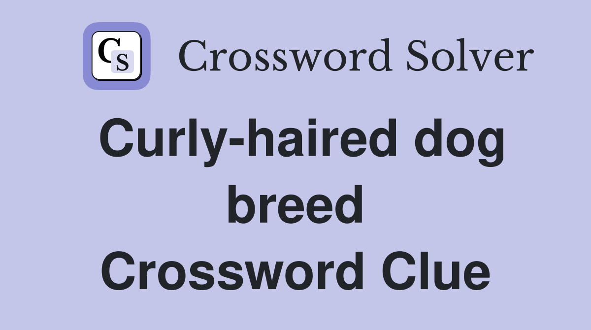 Curly-haired dog breed Crossword Clue