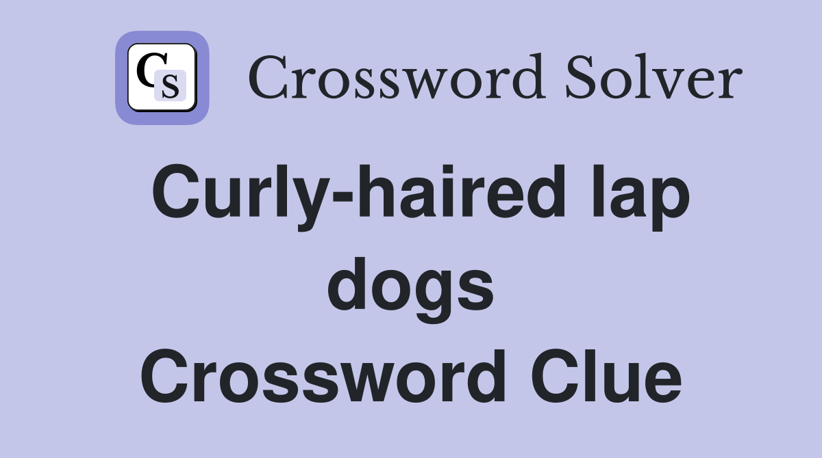 Curly-haired lap dogs Crossword Clue