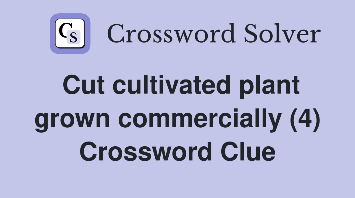 Cut cultivated plant grown commercially (4) Crossword Clue