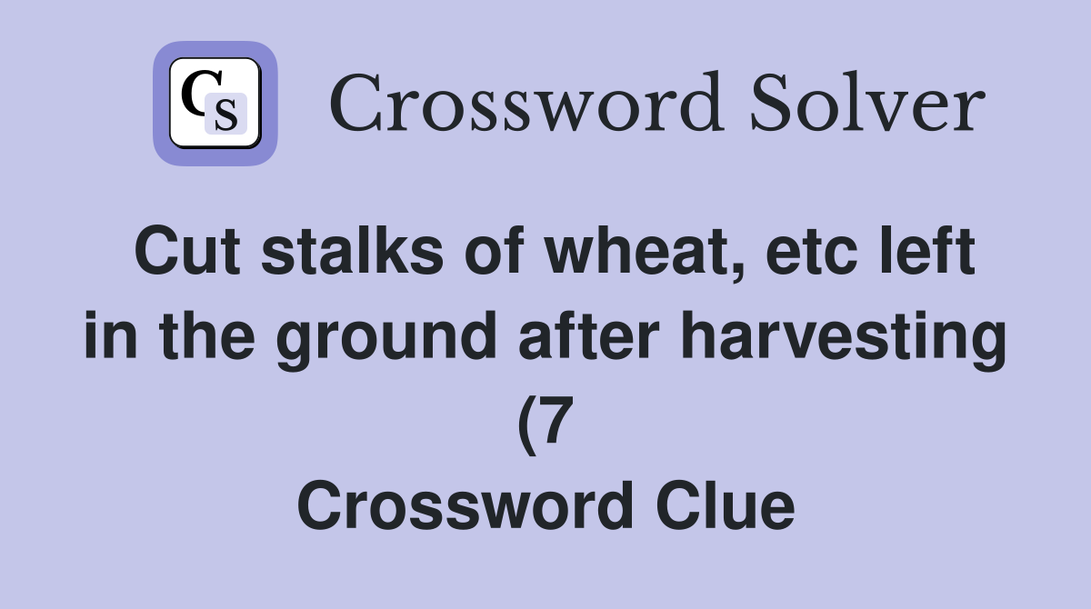Cut stalks of wheat etc left in the ground after harvesting (7 Cut stalks of wheat etc left in the ground after harvesting (7