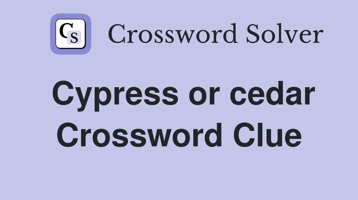 Cypress or cedar Crossword Clue