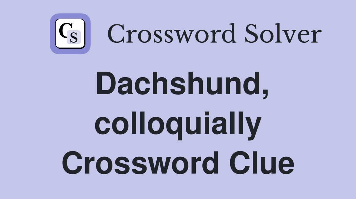 Dachshund, colloquially Crossword Clue