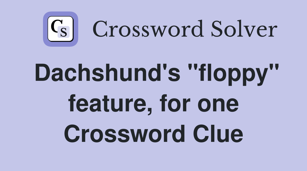Dachshund's "floppy" feature, for one Crossword Clue