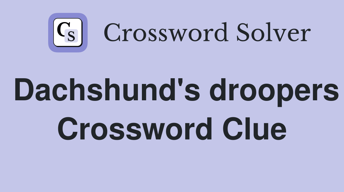 Dachshund's droopers Crossword Clue