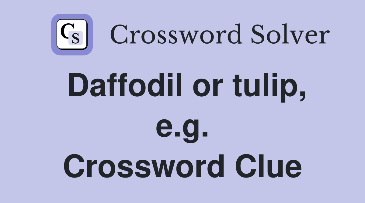 Daffodil or tulip, e.g. Crossword Clue
