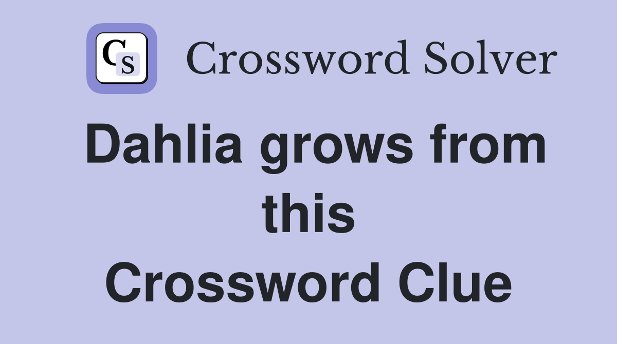 Dahlia grows from this Crossword Clue