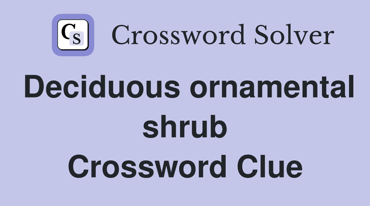 Deciduous ornamental shrub Crossword Clue
