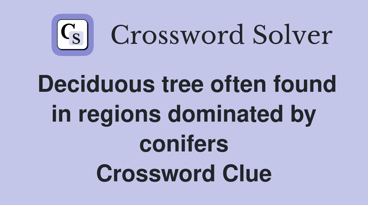 Deciduous tree often found in regions dominated by conifers Crossword Clue