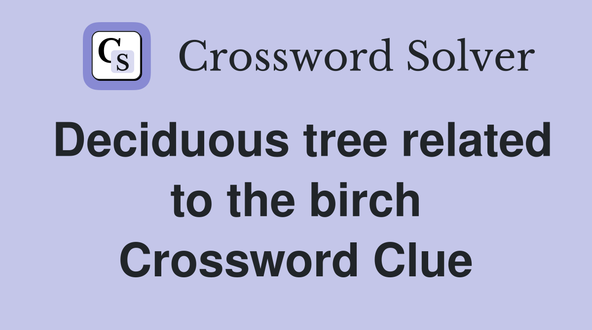 Deciduous tree related to the birch Crossword Clue