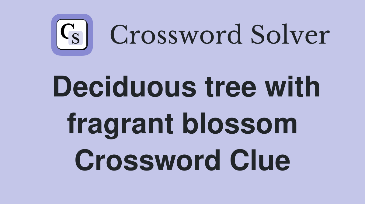Deciduous tree with fragrant blossom Crossword Clue