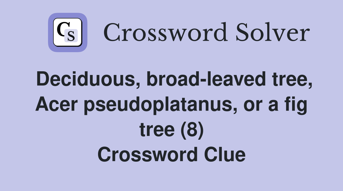 Deciduous, broad-leaved tree, Acer pseudoplatanus, or a fig tree (8) Crossword Clue
