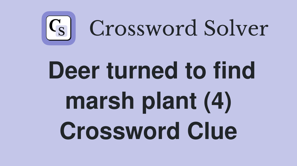Deer turned to find marsh plant (4) Crossword Clue