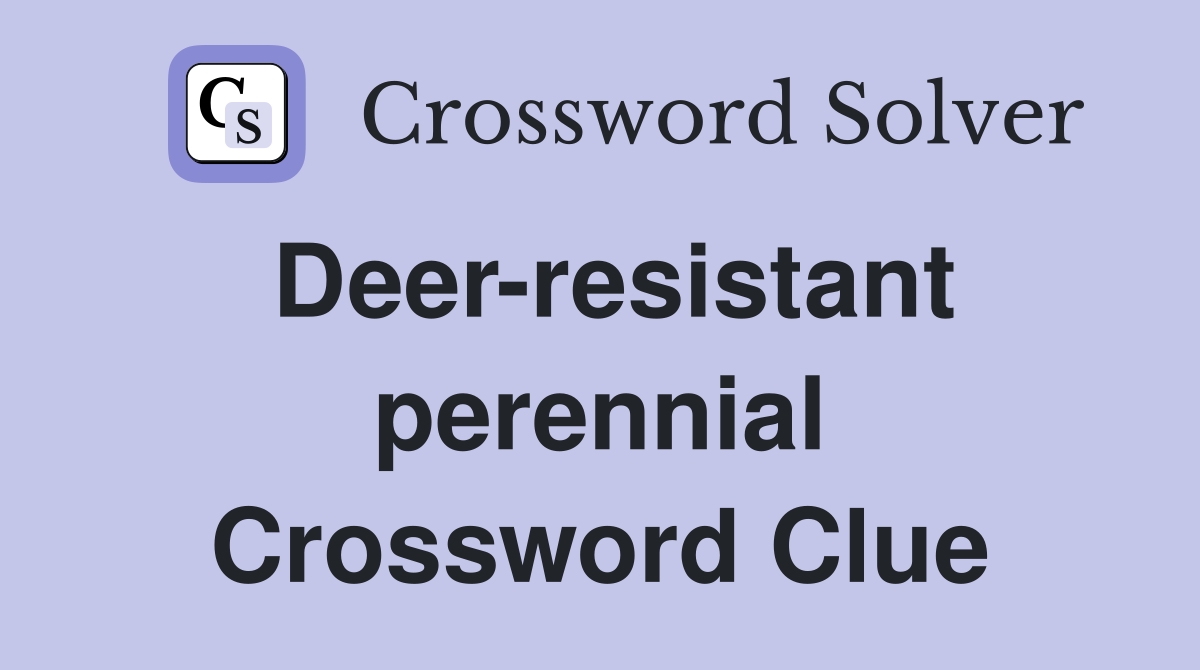 Deer-resistant perennial Crossword Clue