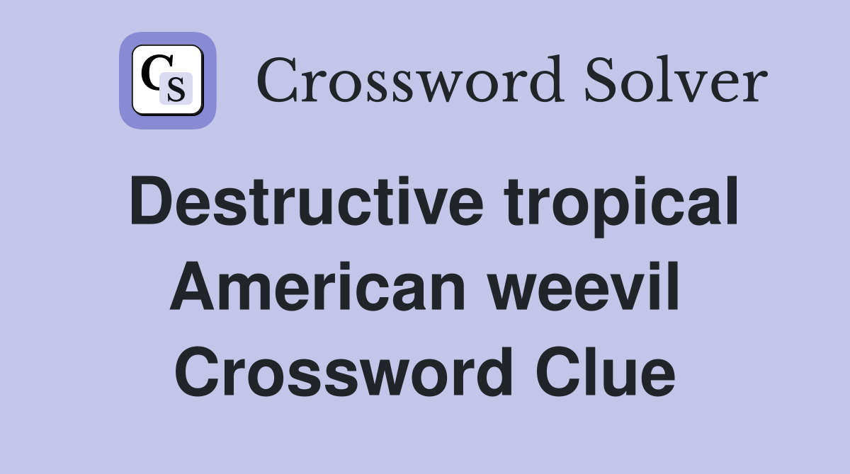 Destructive tropical American weevil Crossword Clue