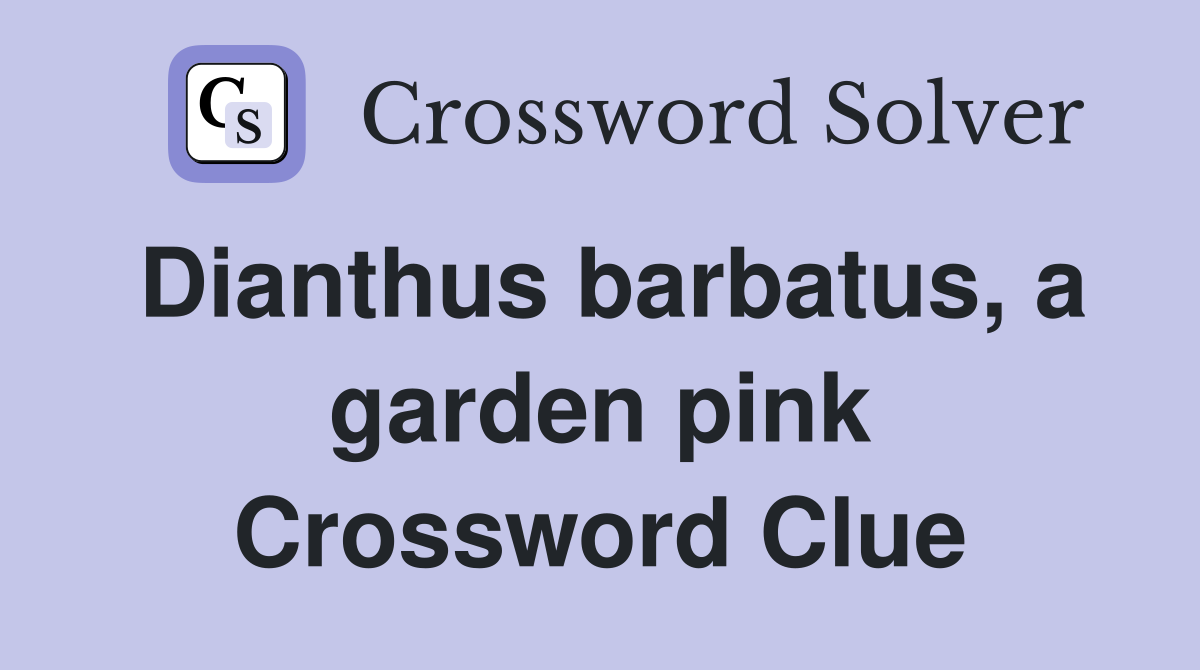 Dianthus barbatus, a garden pink Crossword Clue
