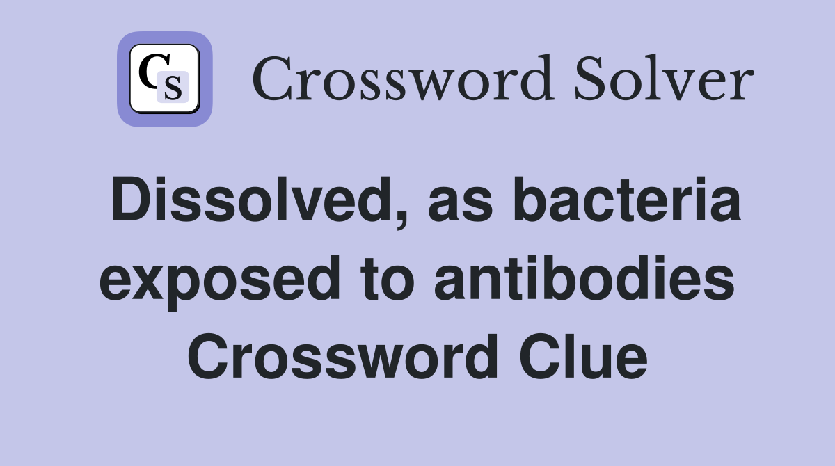 Dissolved, as bacteria exposed to antibodies Crossword Clue