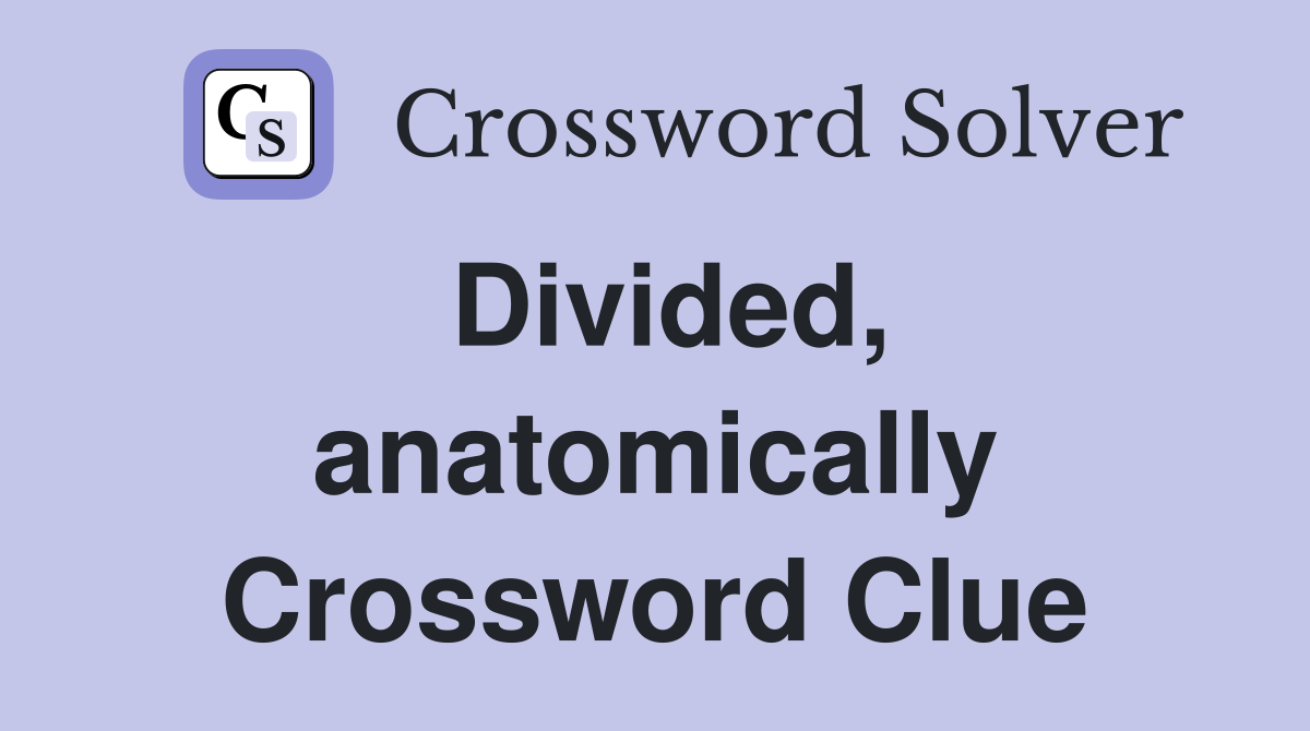 Divided, anatomically Crossword Clue
