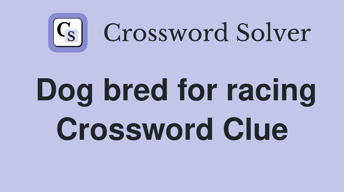 Dog bred for racing Crossword Clue