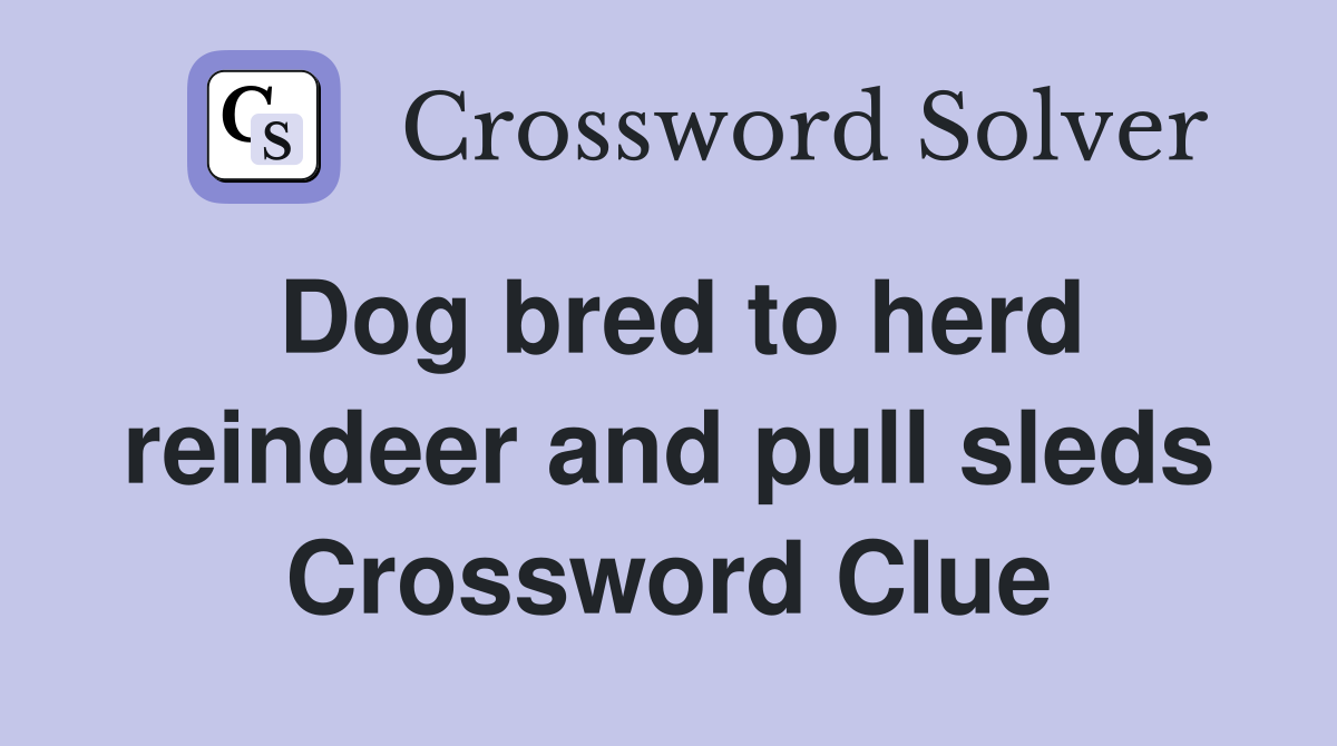 Dog bred to herd reindeer and pull sleds Crossword Clue