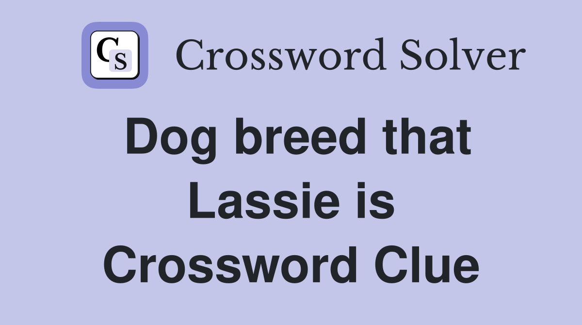 Dog breed that Lassie is Crossword Clue