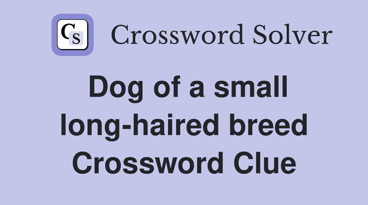 Dog of a small long-haired breed Crossword Clue