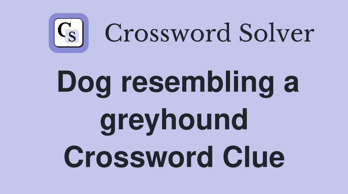 Dog resembling a greyhound Crossword Clue