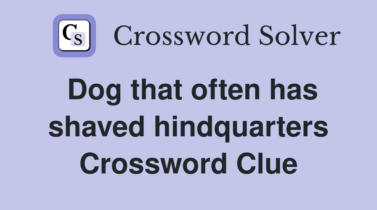Dog that often has shaved hindquarters Crossword Clue