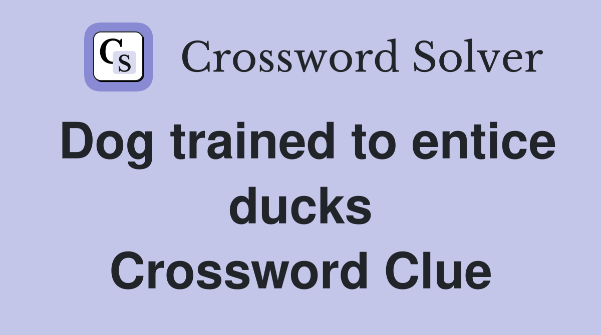 Dog trained to entice ducks Crossword Clue